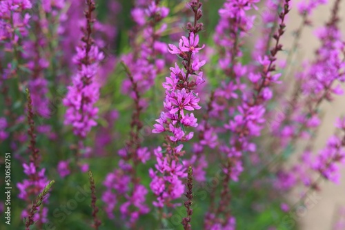 Lythrum salicaria. Close up of purple loosestrife flowers in bloom.