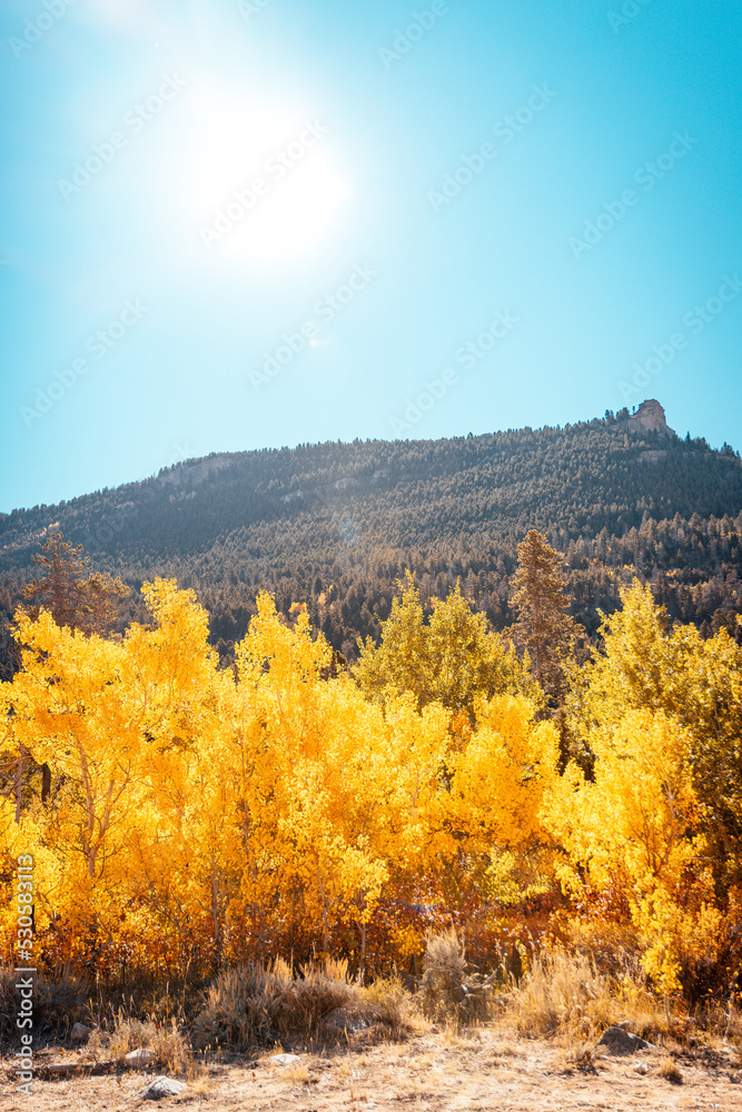Bright Fall Color Aspen Trees