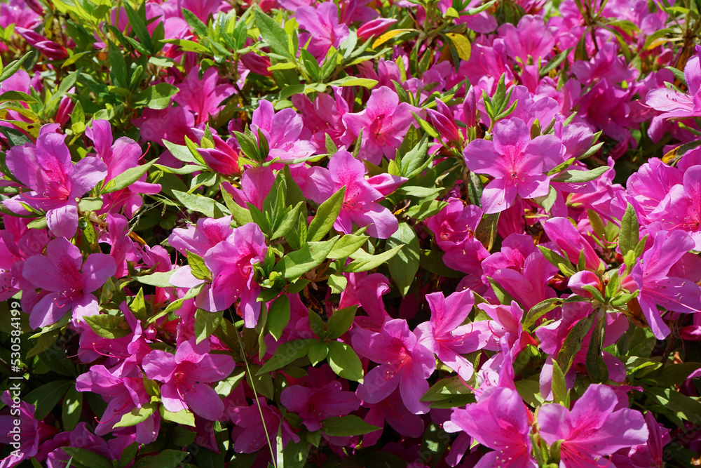 マゼンタ色のツツジの花 マゼンタ色のツツジの花