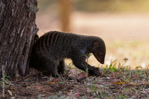 Banded mongoose holding fooed photo