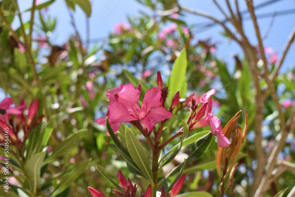 Fototapeta premium Blüte