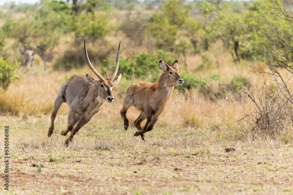 Young male waterbuck running away for an adult male on the plains near Satara restcamp  in Kruger national park in south africa