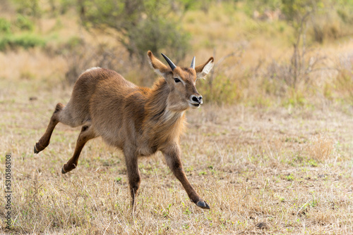Young male waterbuck running away for an adult male on the plains near Satara restcamp in Kruger national park in south africa