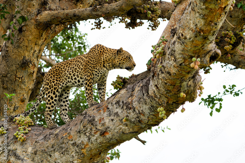 Obraz premium Leopard male resting and looking around in a big fig tree in the Okavango Delta in Botswana 
