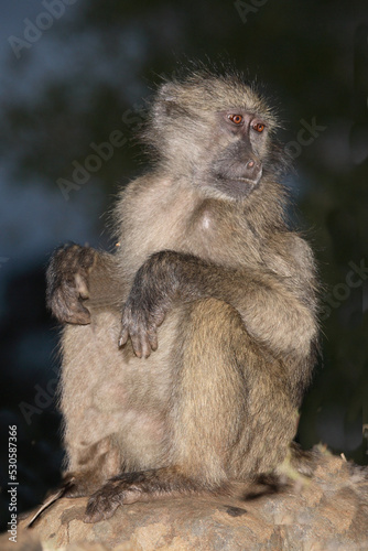 Bärenpavian / Chacma Baboon / Papio ursinus.