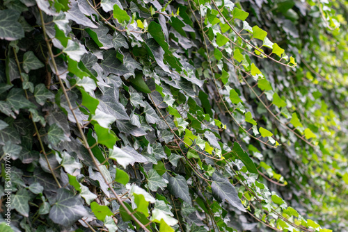 Ivy, hanging shrub, green leaves grown on the fence © Ludmila
