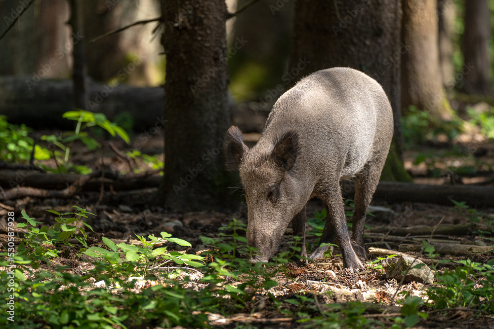 Wildschwein im Wald sucht am Boden nach etwas zum Fressen Wildschwein im Wald sucht am Boden nach etwas zum Fressen
