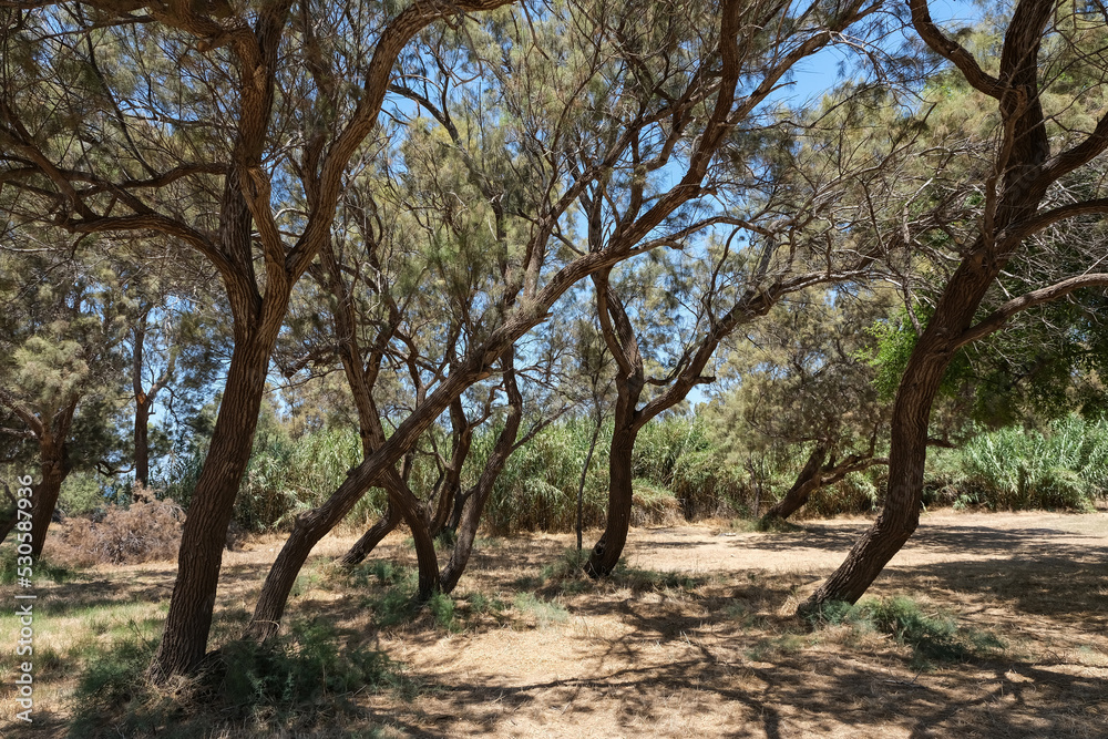 TREES IN ASHKELON NATIONAL PARK IN ISRAEL TREES IN ASHKELON NATIONAL PARK IN ISRAEL