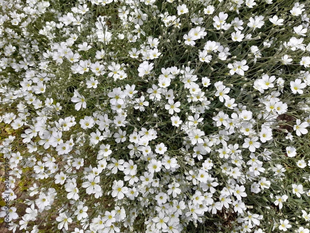 Small white flowers of a decorative jaskolka. A low-growing climbing plant, top view. Small white flowers of a decorative jaskolka. A low-growing climbing plant, top view.