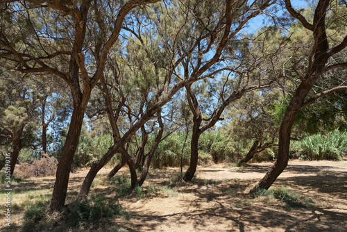 TREES IN ASHKELON NATIONAL PARK IN ISRAEL