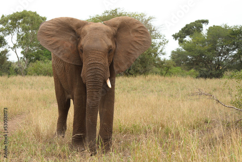 Afrikanischer Elefant   African elephant   Loxodonta africana