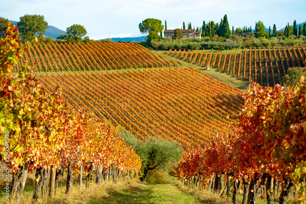 Naklejka premium Sagrantino wine vineyards in autumn, Montefalco, Umbria, Italy.