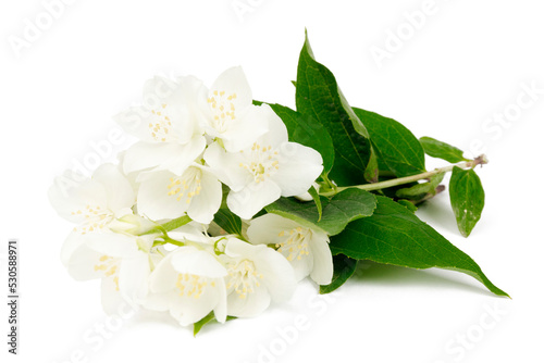 Jasmine flowers with green leaves on a white background.