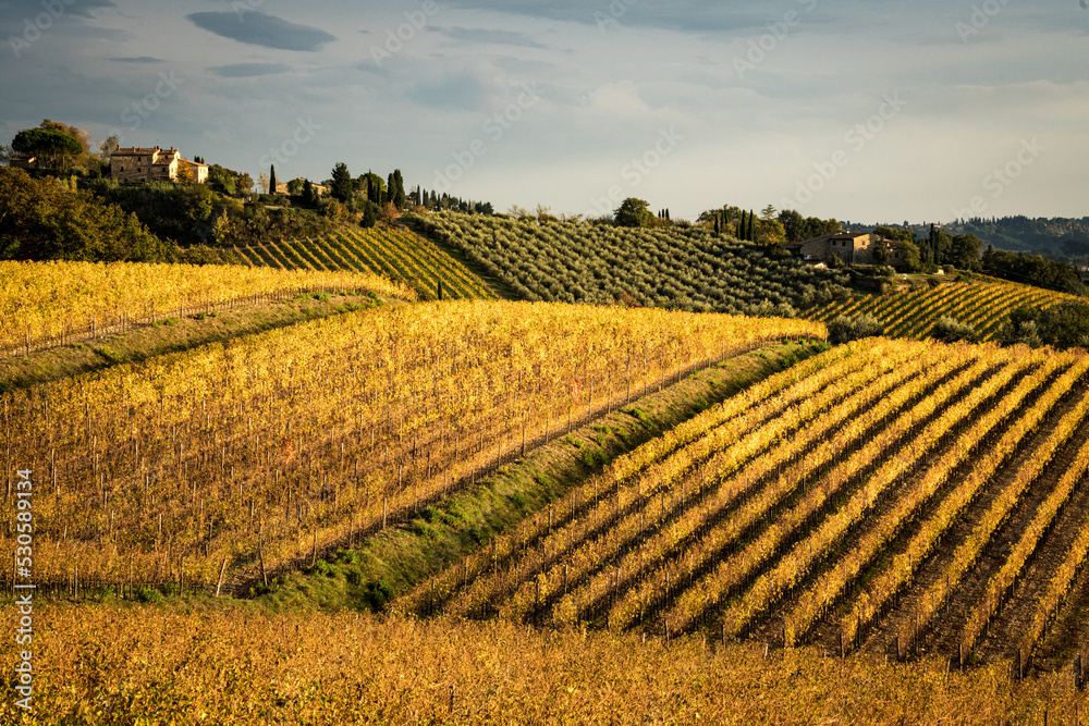 Autumn colors of the Chianti vineyards, Italy