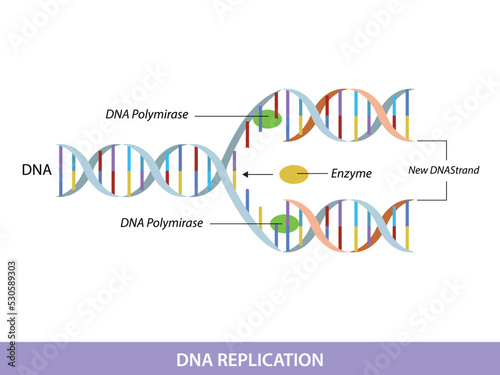 DNA replication. Education info graphic