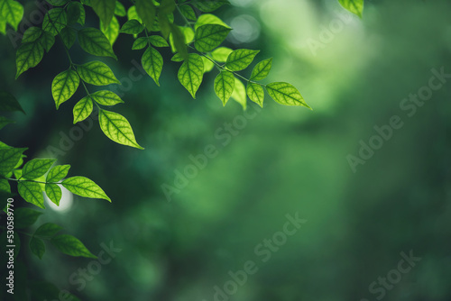 Nature of green leaf in garden. Natural green leaves plants using  background cover page environment ecology or greenery wallpaper