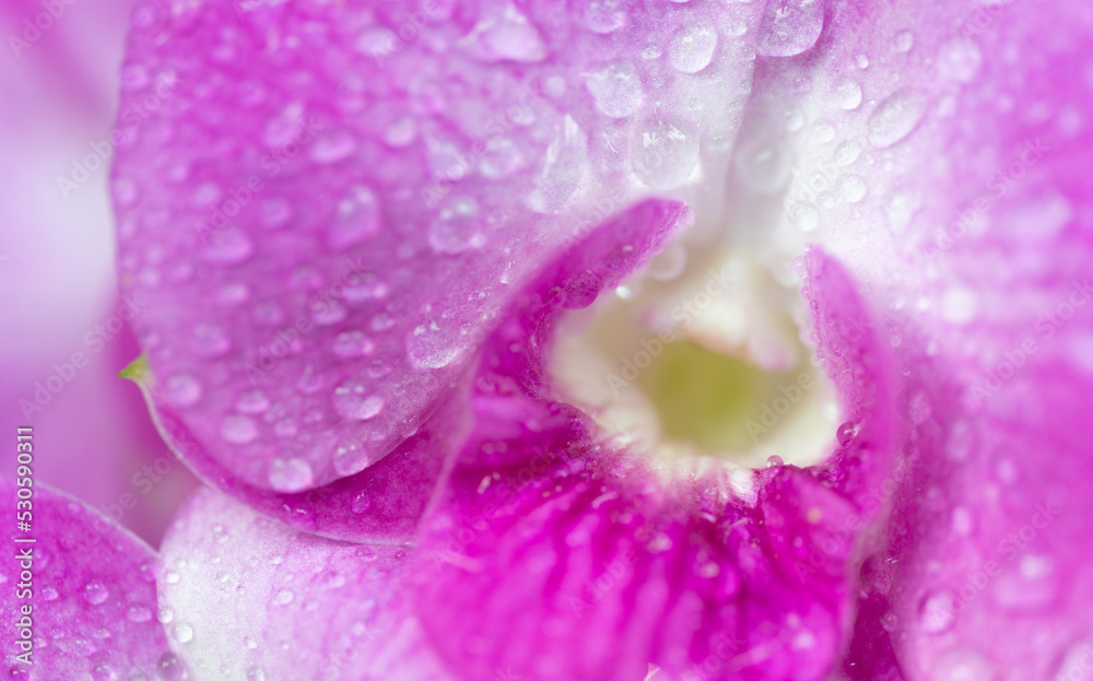 Fototapeta premium Close-up macro soft focus water drop on bright pink purple orchid flowers tropical flora plant exotic blossom blur background.concept for wallpaper,backdrop,botanical design.
