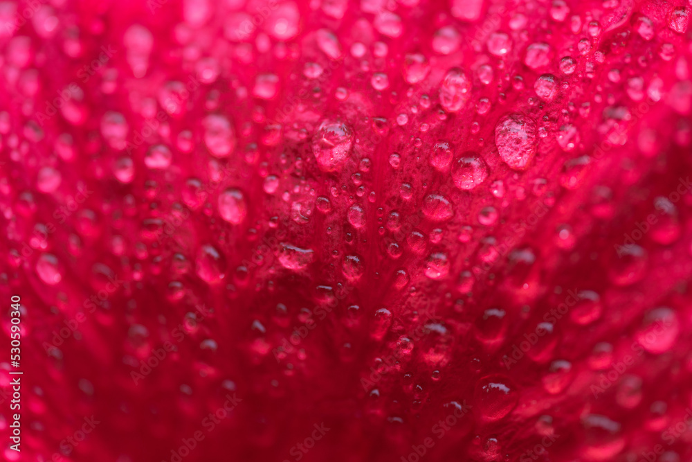 Close-up macro soft focus water drop on bright red pink hibicus flowers tropical flora plant exotic blossom blur background.concept for wallpaper,backdrop,botanical design. Close-up macro soft focus water drop on bright red pink hibicus flowers tropical flora plant exotic blossom blur background.concept for wallpaper,backdrop,botanical design.
