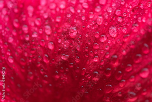 Close-up macro soft focus water drop on bright red pink hibicus flowers tropical flora plant exotic blossom blur background.concept for wallpaper backdrop botanical design.