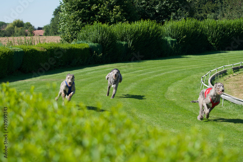 Valokuva Race between 3 Irish Wolfhounds on a belgian track in summer 2022