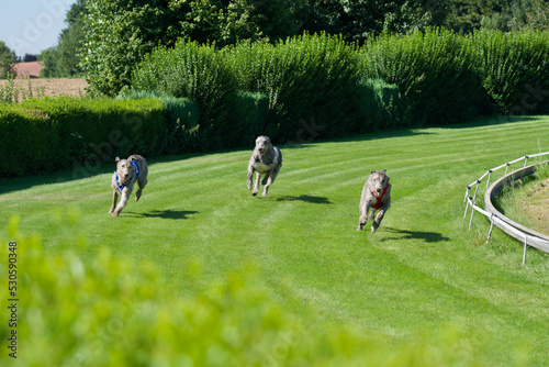 Cuadro en lienzo Race between 3 Irish Wolfhounds on a belgian track in summer 2022