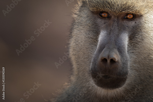 Portrait of baboon. © Nathalie
