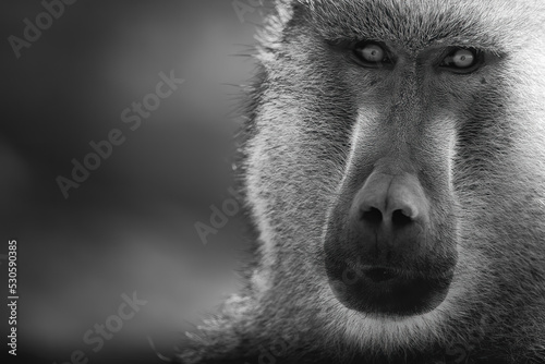 Close up of a baboon in the savannah.