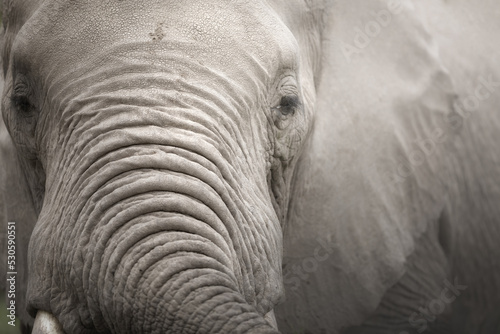 Photography Close-up of an elephant.