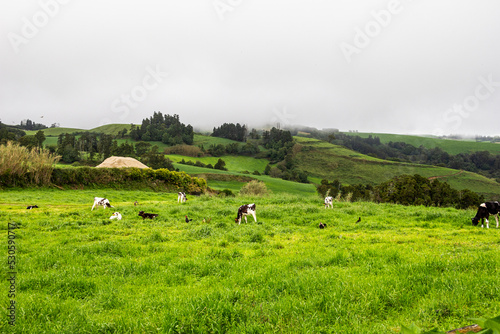 cows grazing in a field © celso claro