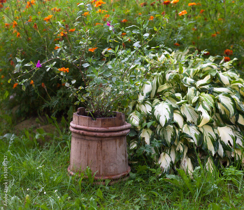 Hosta, marigold and other plants in the garden