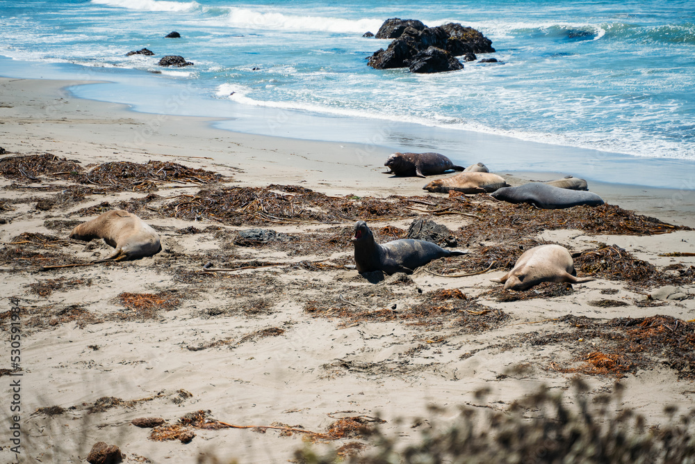 Fototapeta premium Black grey and brown Elephant Seals at Vista Point beach with seaweed in San Simeon California. Travelling on highway 101 wildlife preservation