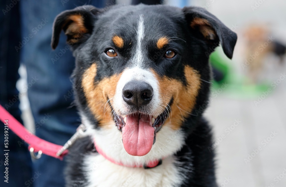 black and white dog with red tongue black and white dog with red tongue