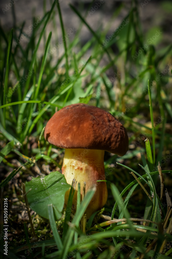 mushroom in the grass mushroom in the grass