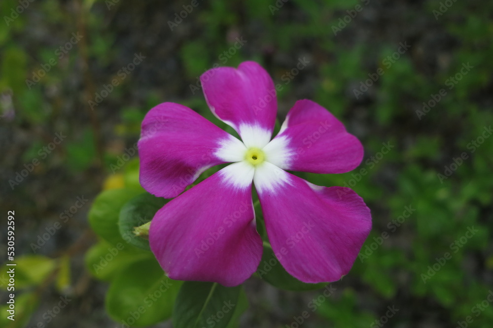 flower in the garden