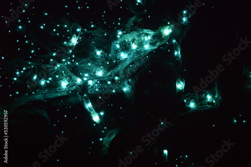 Glow worm in the cave