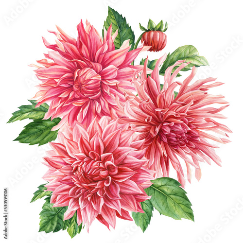 Coloreds flowers, Bouquet of dahlia flower on white background, watercolor botanical illustration