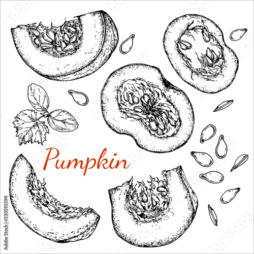 Pumpkin. Sliced pumpkin, seeds and plant sprout. Black and white stock illustration. Sketch. Hand drawn. Isolated. Engraving.Great for vegetarian food labeling, packaging and design