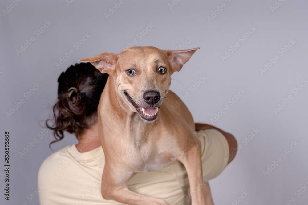 Cute and adorable scene of a man carrying around his spoiled mid-sized adult dog on his shoulders. Isolated on a white background.