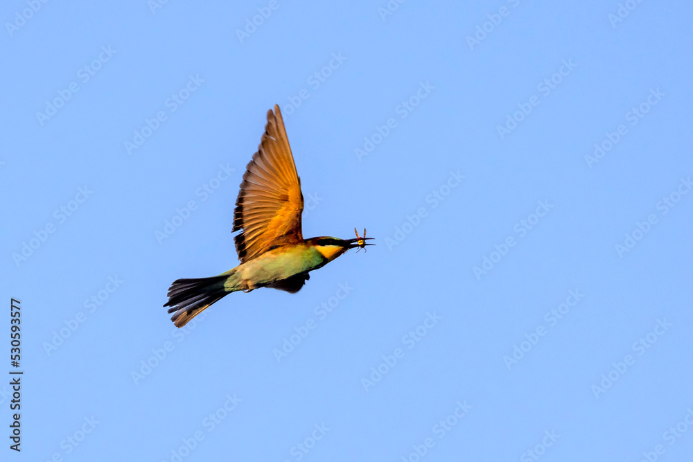 A colourful Bee-Eater in flight