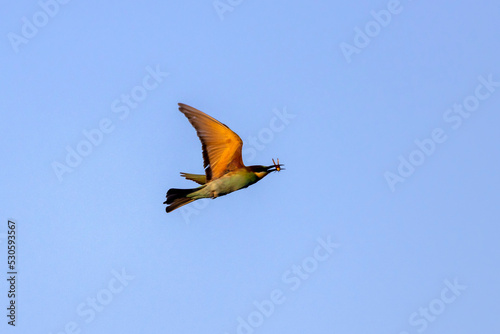 A colourful Bee-Eater in flight