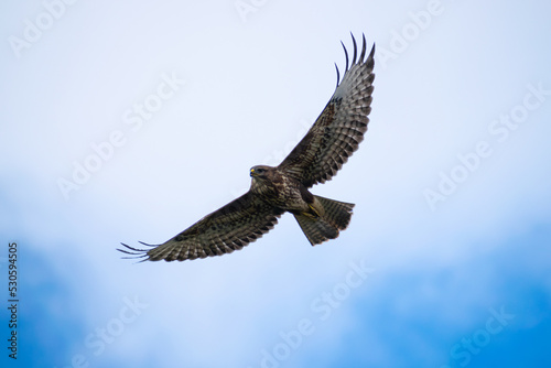 eagle in flight © tiptop315