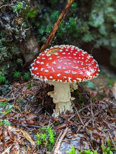 Fly agaric stands alone in the forest