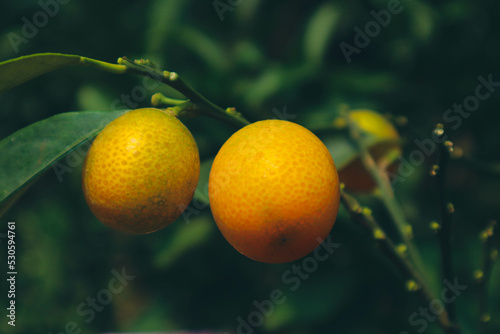 Very fresh mandarin oranges with yellow orange color that are still attached to the tree, have not been harvested. photo