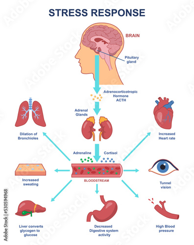 Stress response anatomical scheme. Nervous and humoral regulation of internal process of body. Adrenal glands produce adrenaline and cortisol under influence of ACTH. Cartoon flat vector illustration photo