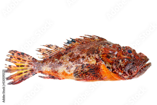 Single fresh raw red scorpionfish isolated on white background photo