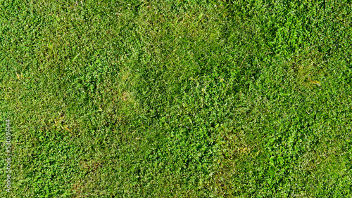 Above view of green grass. Turf ground with different types of grass combined. For background and textured.