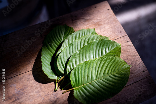 Mitragyna speciosa placed on a wooden chopping board, light falls on leaves. Mitragyna speciosa is found in large numbers in southern Thailand. photo