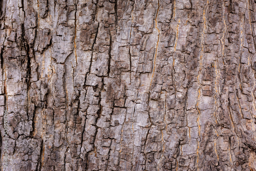 Old Wood Tree Texture Background Pattern. Tree bark. Old Wood Tree Texture Background Pattern. Tree bark.