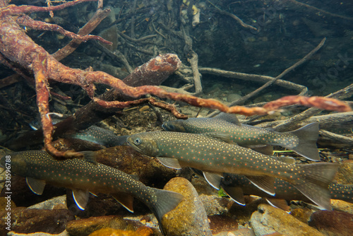 Underwater photography of Miyabei Wana in Lake Shikaribetsu  Hokkaido