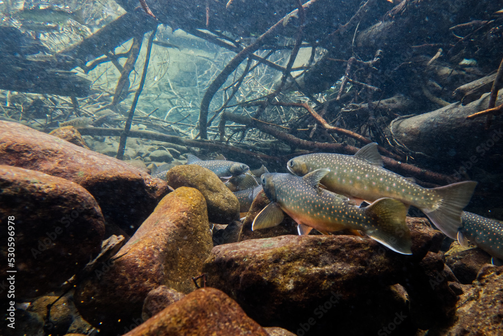 Obraz premium Underwater photography of Miyabei Wana in Lake Shikaribetsu, Hokkaido